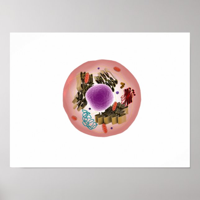 Poster Vista Microscópica Das Células Animais 1 (Frente)