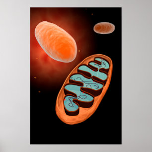 Póster Vista microscópica das mitocôndria 1