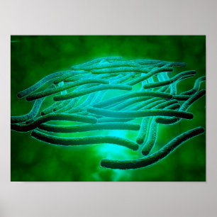 Póster Vista microscópica de Legionella Pneumophila 1