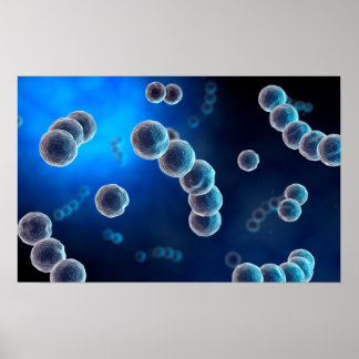 Póster Vista Microscópica Do Streptococcus 2