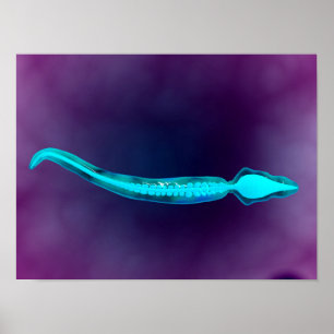 Póster Vista microscópica que mostra a estrutura do osso