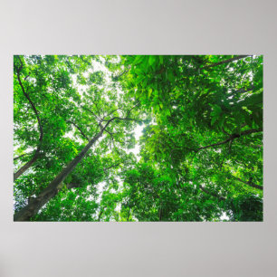 Poster Vista para cima das árvores