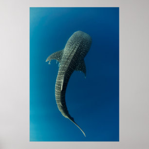 Poster Vista superior de um tubarão-baleia