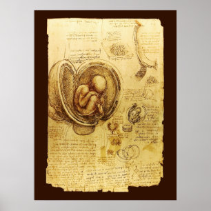 Póster Vistas de um Feto no Útero, Obstetrícia e Ginecolo