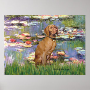 Poster Viszla 2 - Vizsla