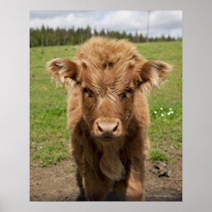 Poster Vitela do gado das montanhas, perto de Dufftown,