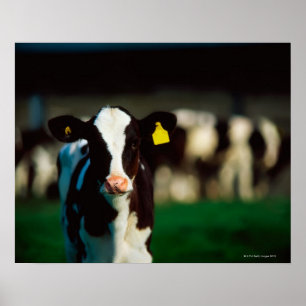 Poster Vitela do Holstein-Frisão