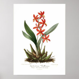 Poster Vitellinum do Epidendrum