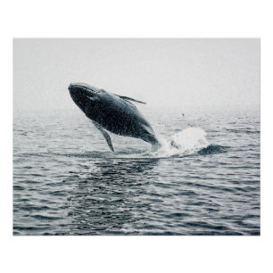 Póster Vitelo da Baleia de Humpback