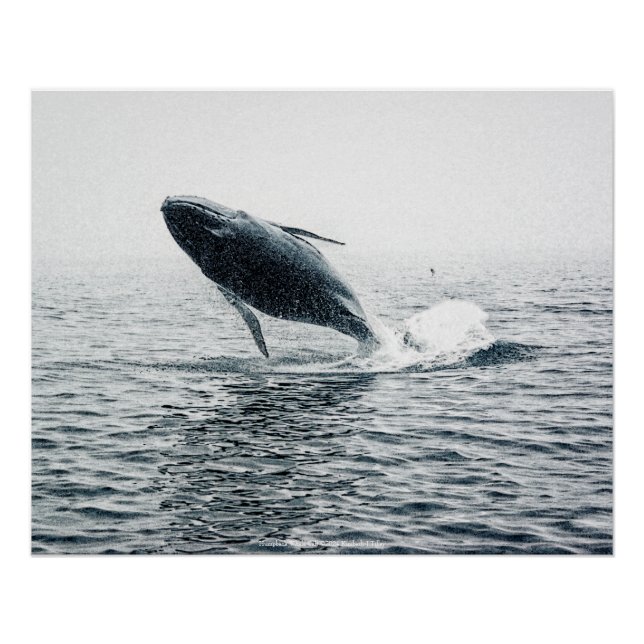 Póster Vitelo da Baleia de Humpback (Frente)