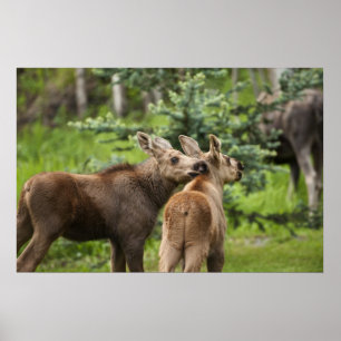 Póster Vitelos De Moose Vinculados