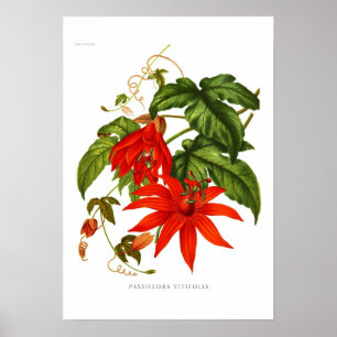 Póster Vitifolia do Passiflora