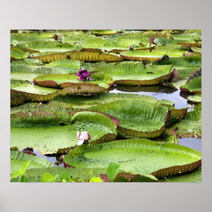 Poster Vitoria Regis, vitórias-régias na Amazônia
