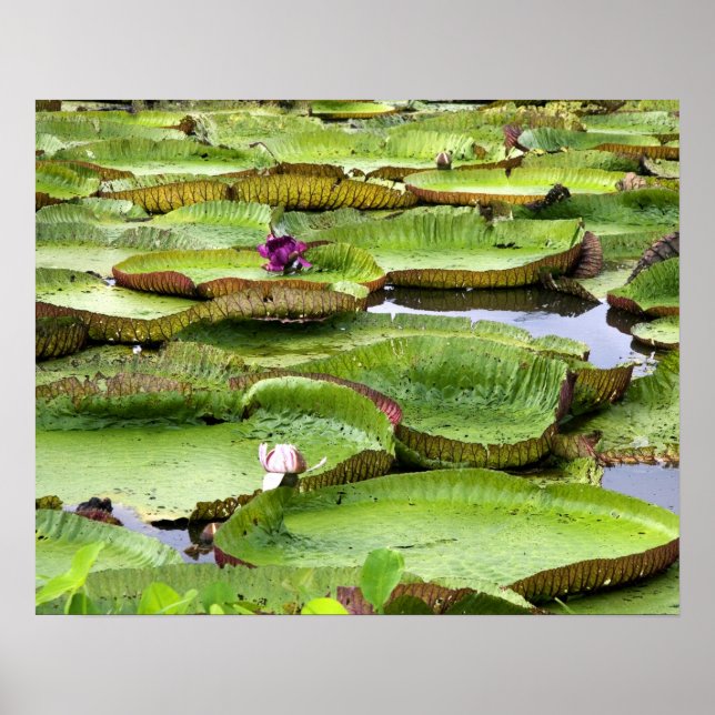 Poster Vitoria Regis, vitórias-régias na Amazônia (Frente)