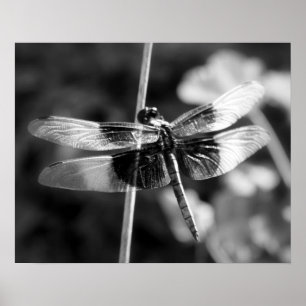 Poster Viúva Skimmer Dragonfly Black & White Fotografia
