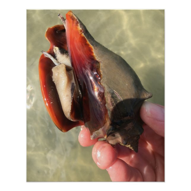 Póster Vivendo Combatendo Conch Seashell (Frente)
