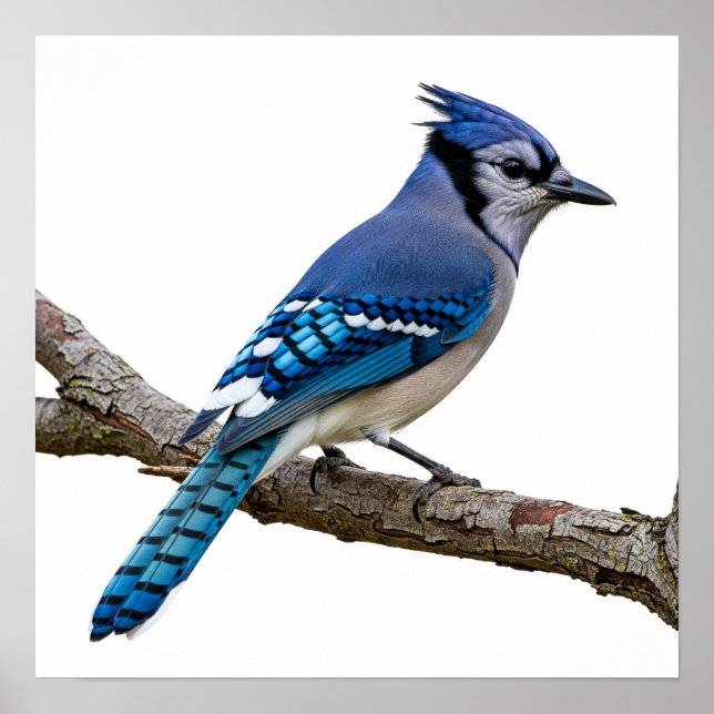 Poster Vivid Blue Jay (Frente)