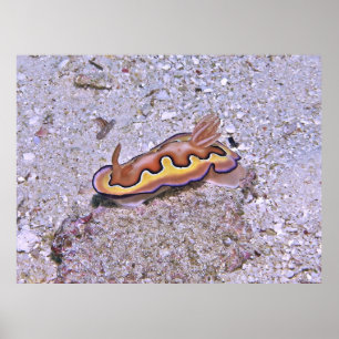 Poster Vivid Nudibranch