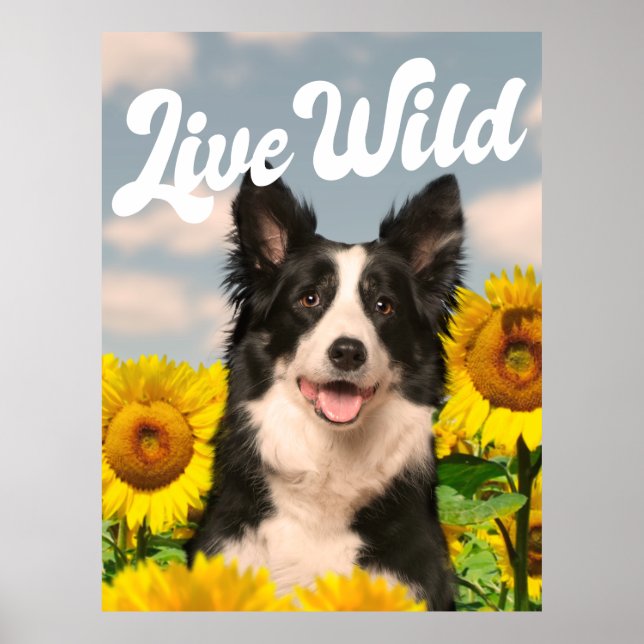 Poster Vivo da fronteira selvagem Collie em Sunflower (Frente)