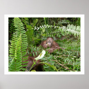Póster Vizinhos Nosy em Kalimantan Indonésia