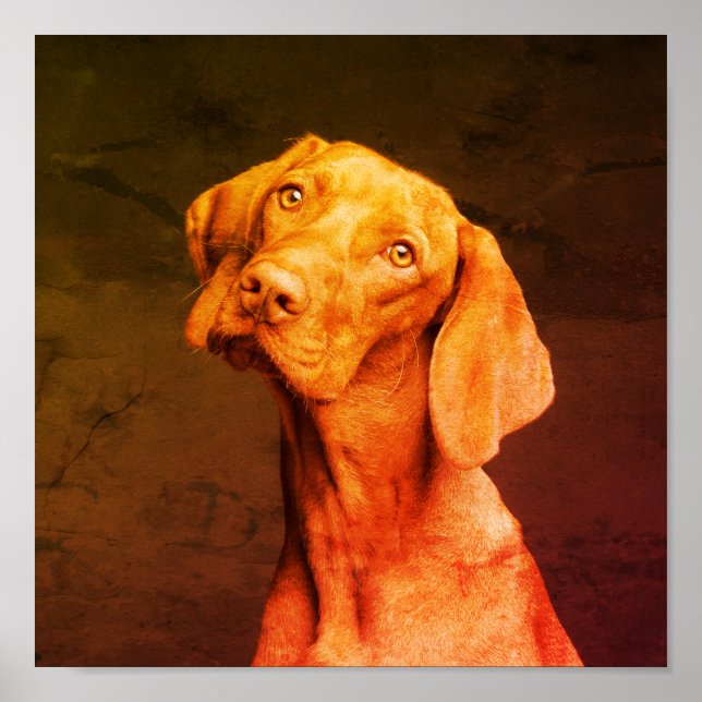Poster Vizsla (Frente)