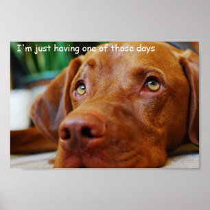 Poster Vizsla - apenas tendo um daqueles dias