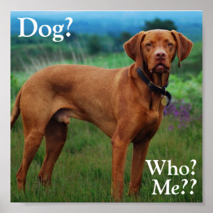 Póster Vizsla - cão? , Quem? , Mim??