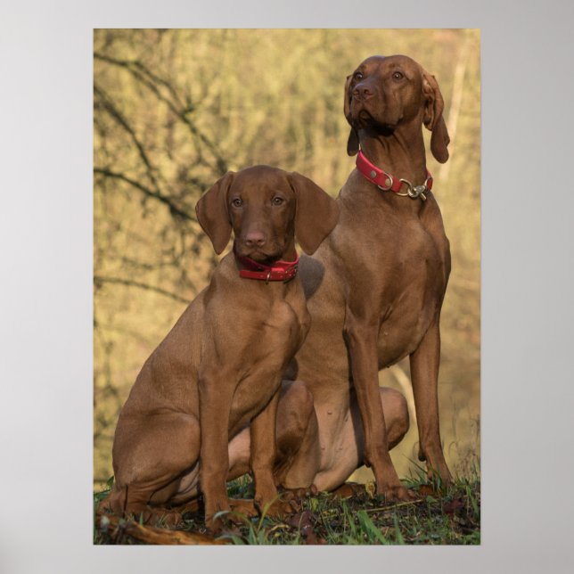 Poster Vizsla Hound Dogs (Frente)