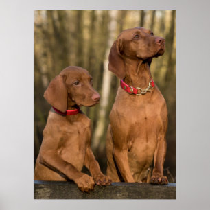 Poster Vizsla Hound Dogs