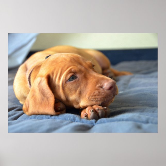 Póster Vizsla Puppy Descansa Em Sua Pata (Frente)