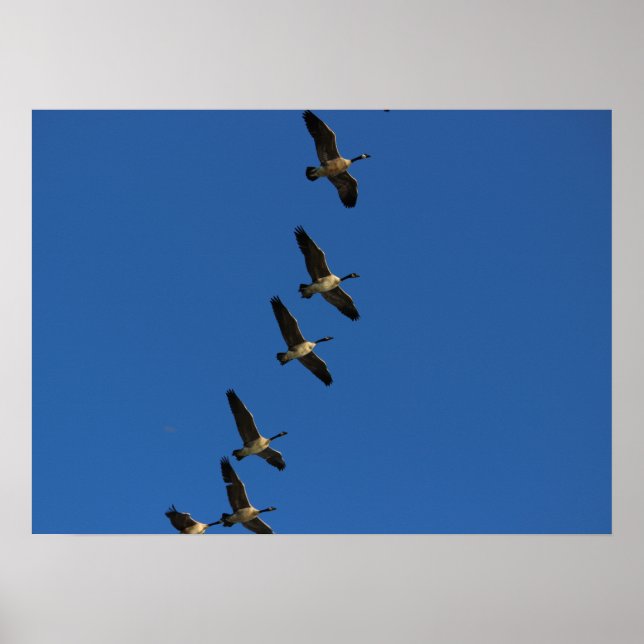 Póster Voando (Frente)