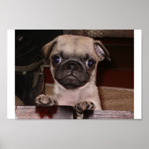 Póster você chamou?