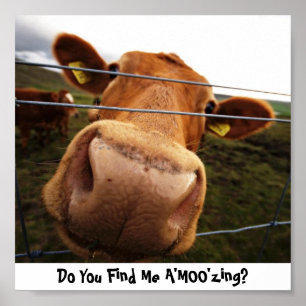 Poster Você encontra-me A'MOO'zing?