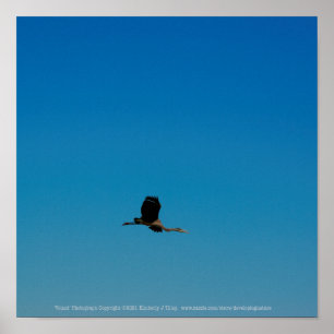 Poster Volante