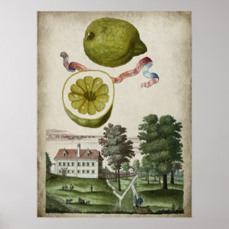 Poster Volkamer Citrus Lemon Landscape Italiano