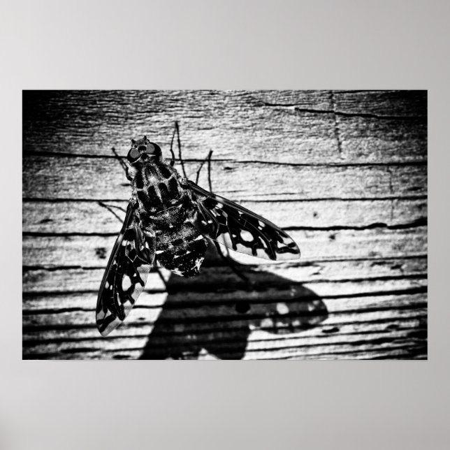 Poster volta (Frente)