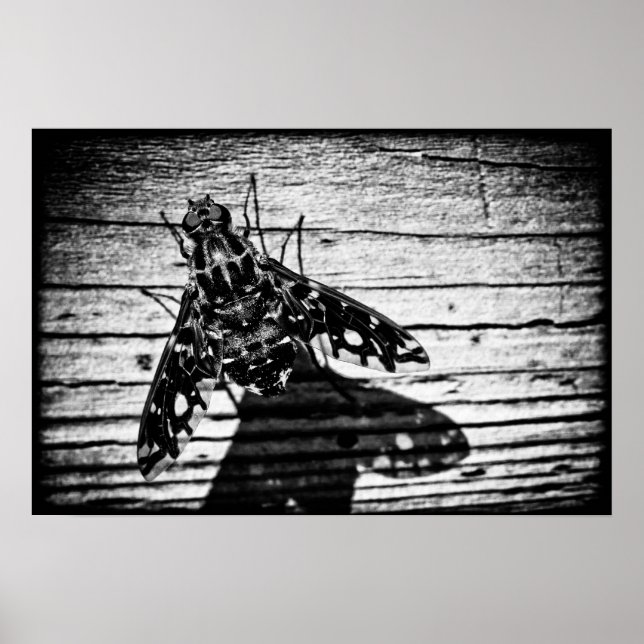 Poster volta (Frente)