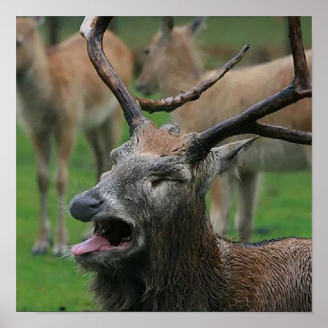 Poster Vômitos: (Frente)