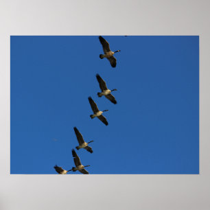 Póster Voo