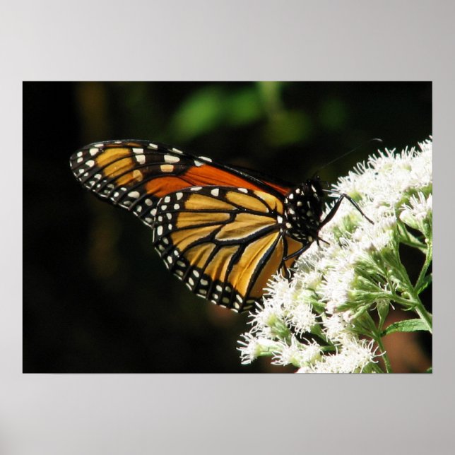 Poster Voo das Asas 2 (Frente)