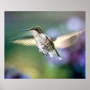 Poster Voo de Hummingbird