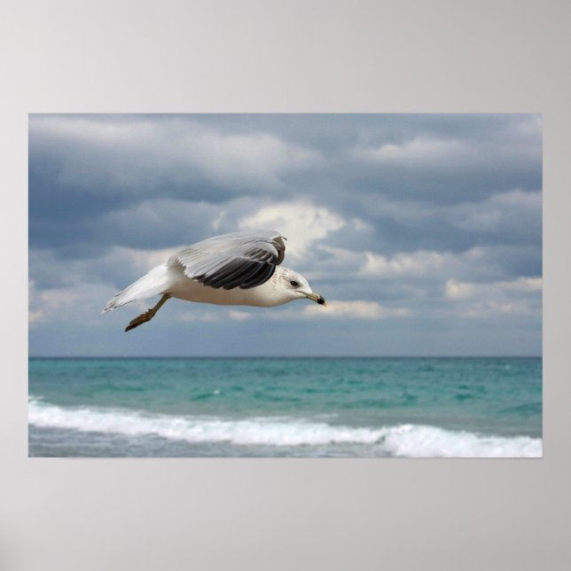 Poster Voo de Seagull (Frente)
