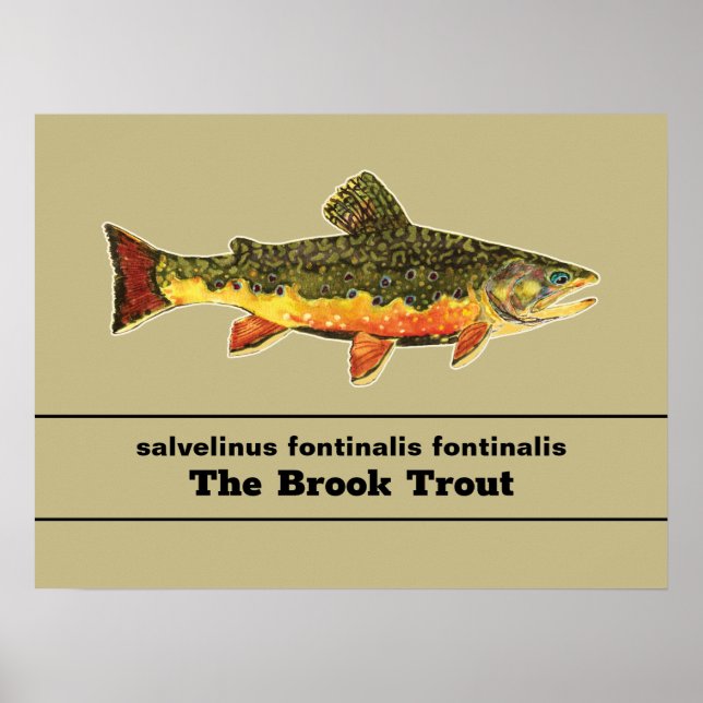 Poster Voo de Truta Brook Pesca Latim Nome Ictiologia (Frente)