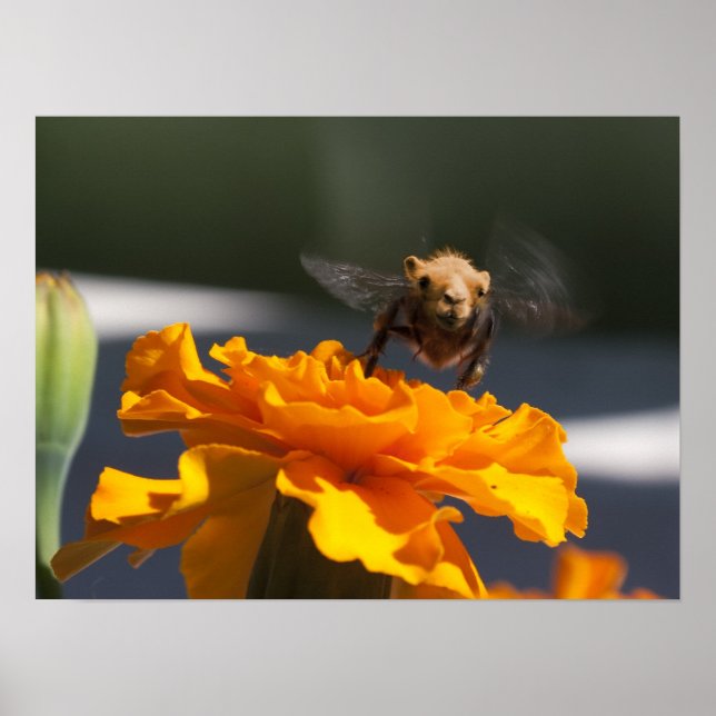 Poster Voo do Bumblecamel (Frente)