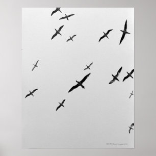 Poster Voo dos pássaros