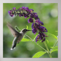 Voo Gracioso: Hummingbird Soaring