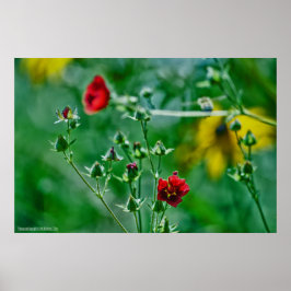 Póster Voo no Jardim