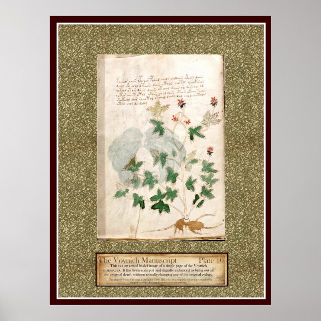Póster Voynich Plate 10 (Frente)
