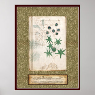 Poster Voynich Plate 12