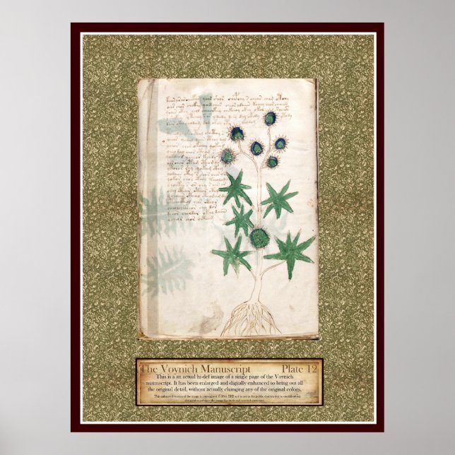 Poster Voynich Plate 12 (Frente)